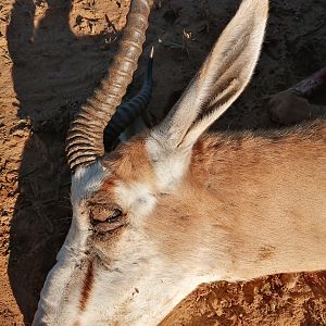 Springbok Hunt Namibia