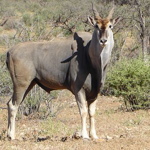 Eland Namibia