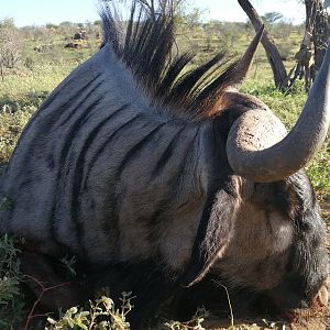 Namibia Hunting Blue Wildebeest