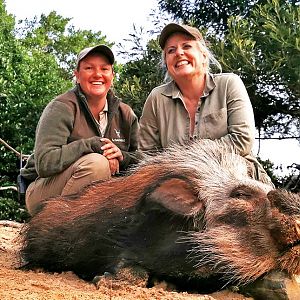 Hunt Bushpig in South Africa