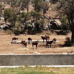 Sable Antelope in Namibia