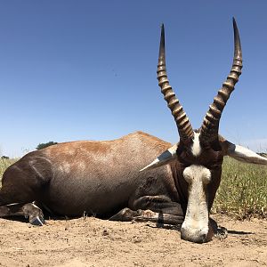 Blesbok Hunting South Africa