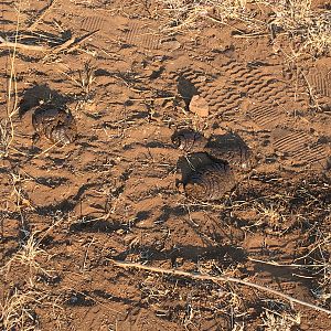 Tracking Cape Buffalo South Africa