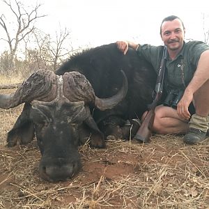 South Africa Hunt Cape Buffalo