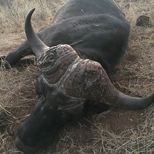 South Africa Hunting Buffalo