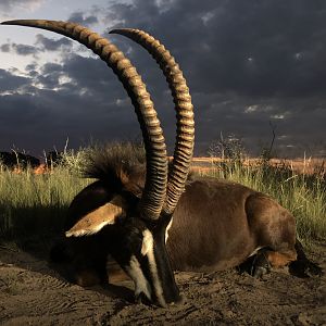 Sable Hunting - South Africa