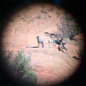 Desert Bighorn