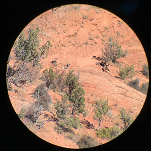 Desert Bighorn