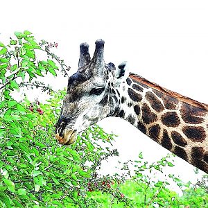 Dark Giraffe Bull. South Africa