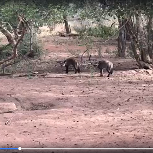 Cool video of Bat-eared Foxes