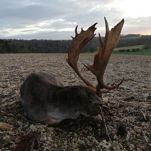 Hunting Fallow Deer