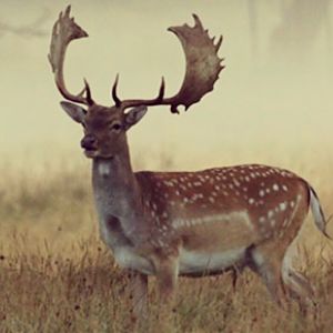 Fallow Deer Tasmania Australia