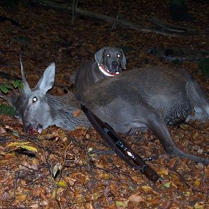 Hunt Deer in Germany