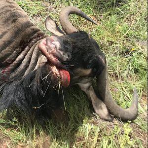 Blue Wildebeest Hunting Namibia