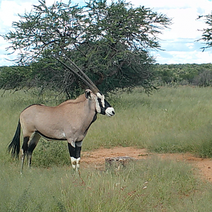 Oryx bull roaming around