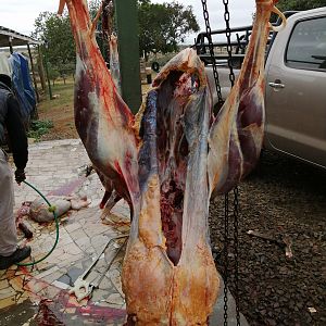 Ostrich Hunt South Africa