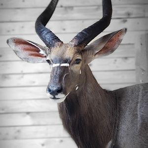 Nyala Wall Pedestal Taxidermy