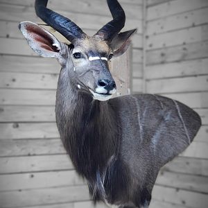 Nyala Wall Pedestal Taxidermy