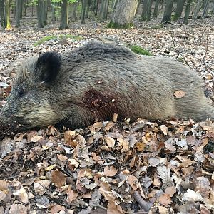 Wild Boar Hunt Germany