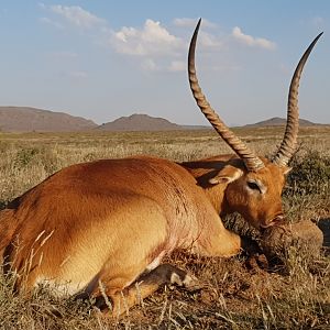 Red Lechwe Hunting South Africa