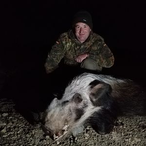 Hunting Bushpig in South Africa