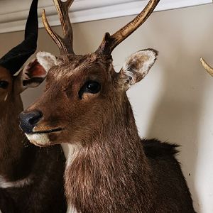 Sika Deer Shoulder Mount Taxidermy