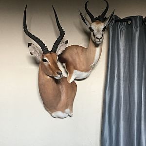 Impala & Springbok Wall Mount South Africa