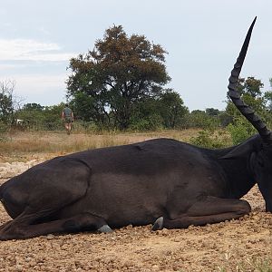 Black Impala