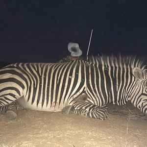 Hartmann's Mountain Zebra Hunt Namibia