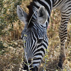 Burchell's Plain Zebra in South Africa