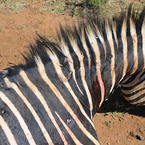 South Africa Hunt Hartmann's Mountain Zebra