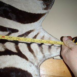 Hartmann's Mountain Zebra Rug Taxidermy