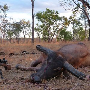 Asiatic Water Buffalo Hunt Australia