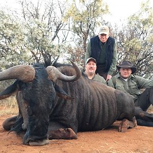 Blue Wildebeest Hunting South Africa