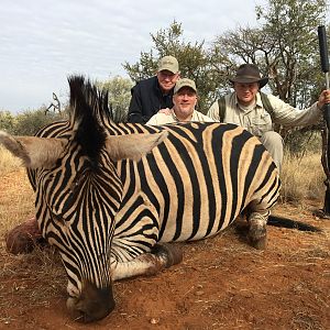 South Africa Hunt Burchell's Plain Zebra