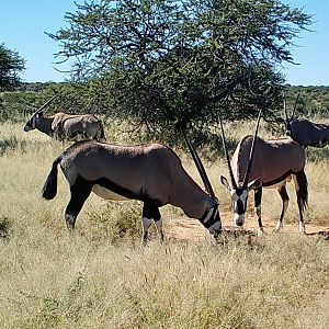 Oryx herd