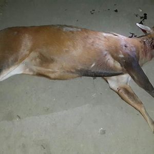 Bangladesh Hunt Kakar Deer