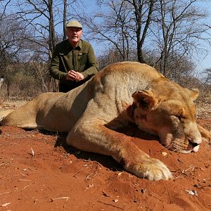 South Africa Hunting Lioness