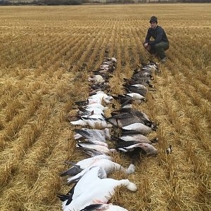 Geese Hunting Canada