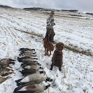 Canada Hunt Geese