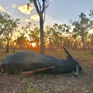 Asiatic Water Buffalo Hunt Australia