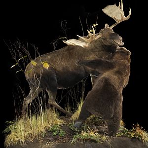 Bear vs. Moose full mount taxidermy