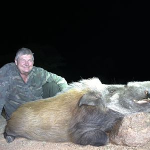 Hunt Bushpig in South Africa