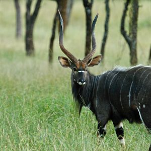 Nyala South Africa