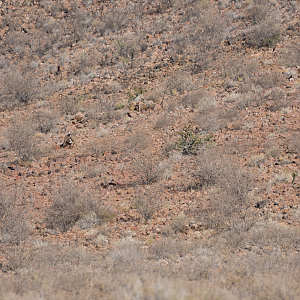 Namibia Hunt Kudu