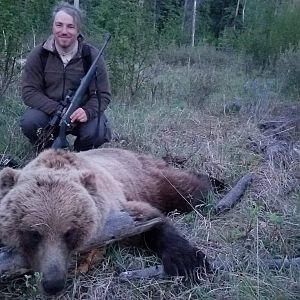 Brown Bear Hunting Alaska USA