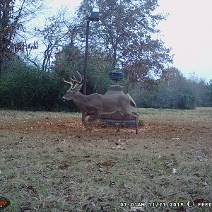 Trail Cam Pictures of White-tailed Deer USA