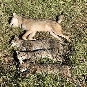 Opening day of whitetail varmint control