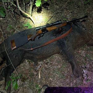 Boar Hunt USA