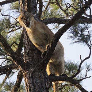 Mountain Lion Arizona USA